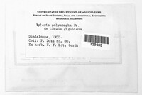 Xylaria polymorpha image